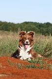 BORDER COLLIE 284